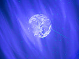 STARLIGHT SKIVA - GALAXY I